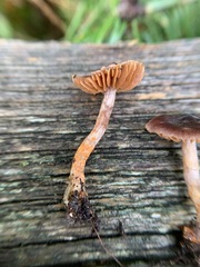 Cortinarius anthracinus