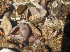 Cacozeliana granarium