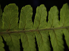 Dryopteris mauiensis