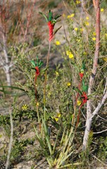 Anigozanthos manglesii