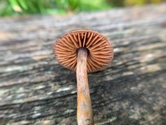Cortinarius anthracinus