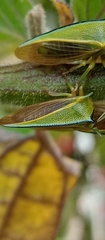 Alchisme tridentata