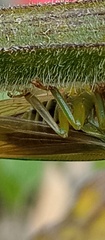 Alchisme tridentata