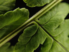 Dryopteris mauiensis