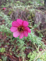 Cosmos scabiosoides