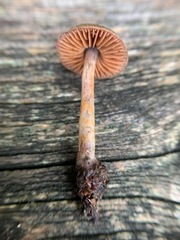 Cortinarius anthracinus