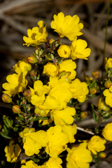 Hibbertia avonensis