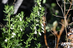 Teucrium laciniatum