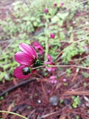 Cosmos scabiosoides