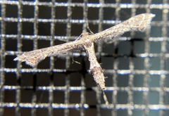 Lantanophaga pusillidactylus