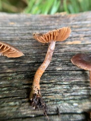 Cortinarius anthracinus