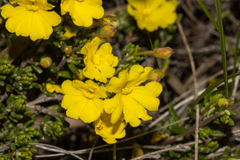 Hibbertia avonensis