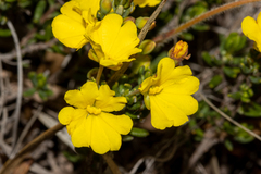 Hibbertia avonensis
