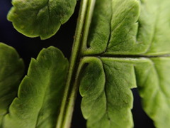 Dryopteris mauiensis