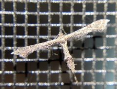 Lantanophaga pusillidactylus