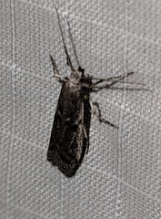 Phycitodes reliquellum