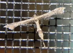 Lantanophaga pusillidactylus