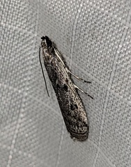 Phycitodes reliquellum