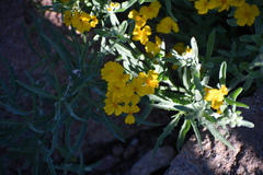 Psilostrophe tagetina