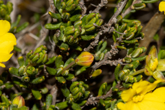 Hibbertia avonensis