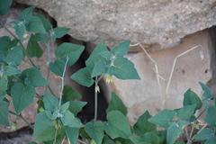 Physalis hederifolia