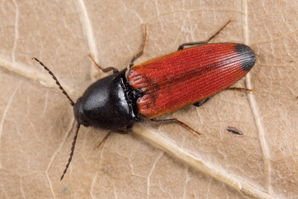 Ampedus praeustus