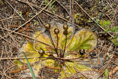 Drosera macrophylla
