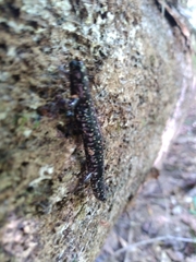 Plethodon mississippi