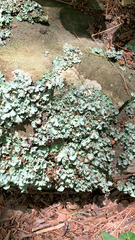 Ricasolia quercizans