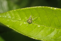Acacesia hamata