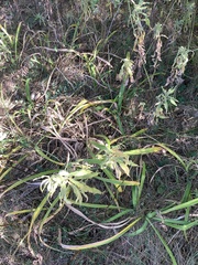 Hemerocallis fulva