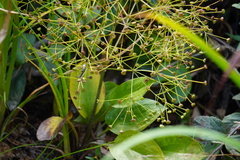 Alisma