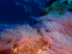 Lophocladia