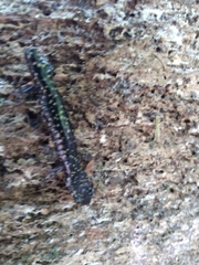 Plethodon mississippi