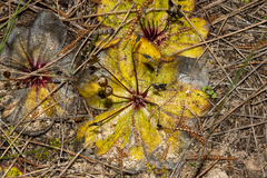 Drosera macrophylla