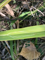 Ophiomyia kwansonis