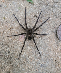 Dolomedes vittatus