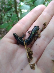 Plethodon mississippi