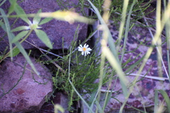 Chaetopappa ericoides