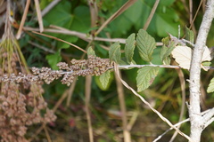 Spiraea tomentosa