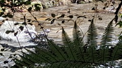 Hymenolaimus malacorhynchos