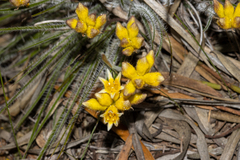 Conostylis setigera