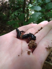 Plethodon mississippi