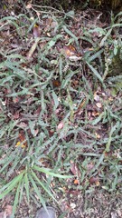 Blechnum penna-marina