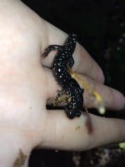 Plethodon mississippi