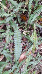 Blechnum penna-marina