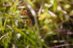 Rhynchospora capitellata