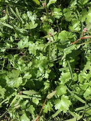 Ranunculus sceleratus