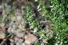 Teucrium laciniatum