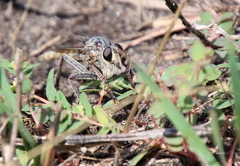 Proctacanthus milbertii